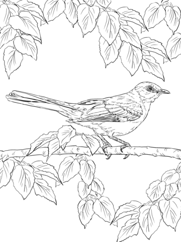 Realistic Northern Mockingbird Coloring Page